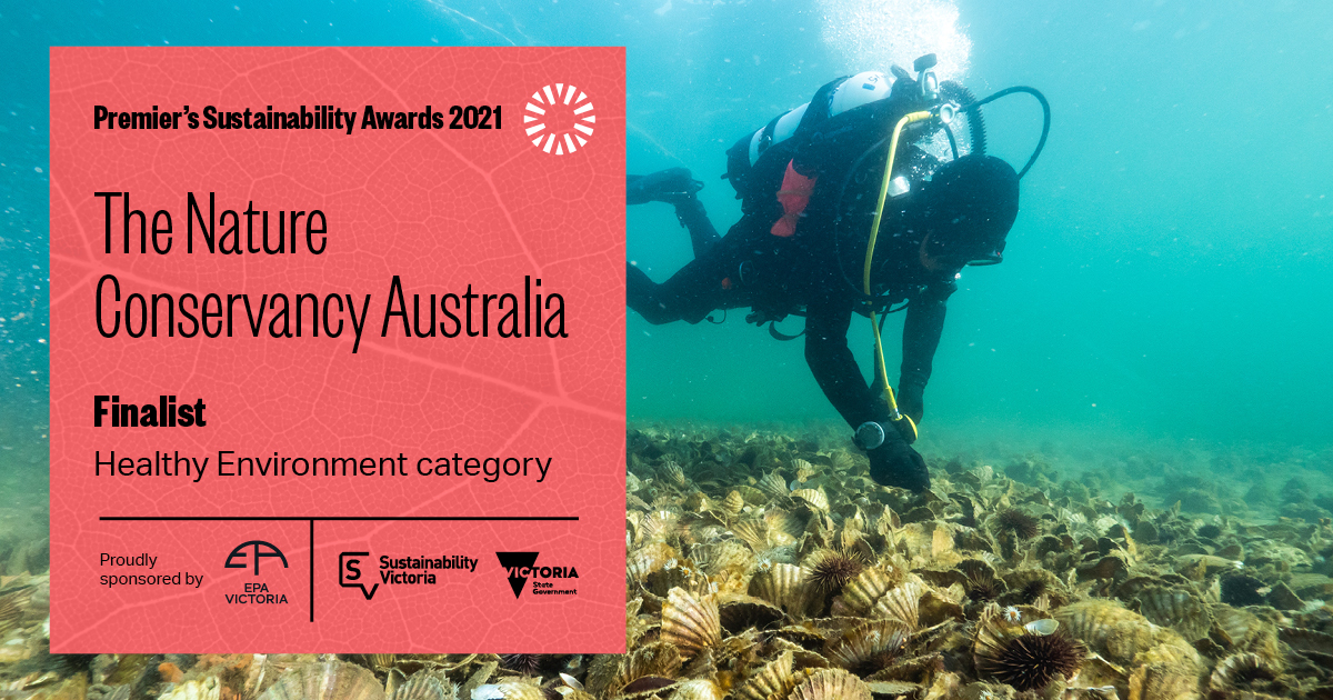 Finalist announced CDC Victoria – The Nature Conservancy Australia – Bringing Back Victoria’s Lost Oyster Reefs. Snorkler, underwater testing water on an oyster reef
