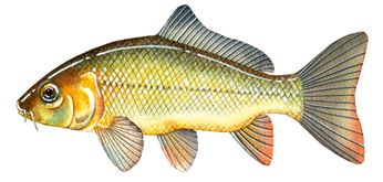 Illustration of a carp.