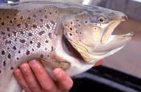 Photo of person's hand holding a brown trout fish.