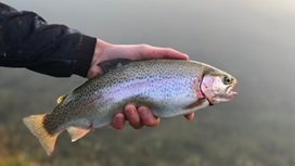 Rainbow trout at Lake Eildon