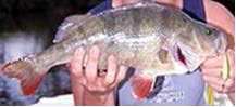 Photo of person's hand holding a redfin fish.