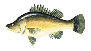 Illustration of a golden perch.