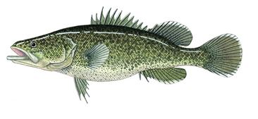 Illustration of a murray cod.