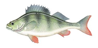 Illustration of a redfin.